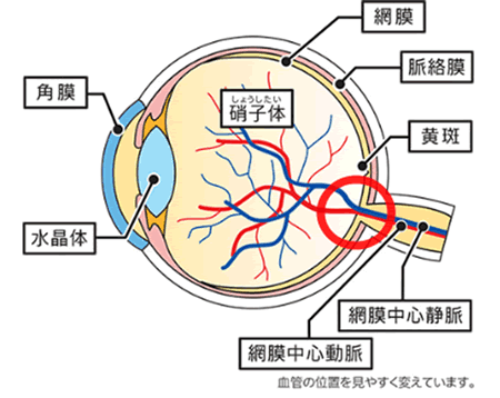 眼球の断面図